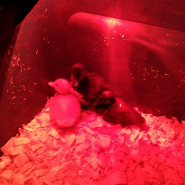 The Ducklings have moved to the ‘run’