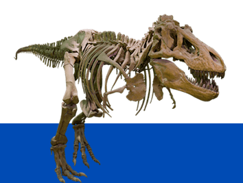 Mass extinction: the essay